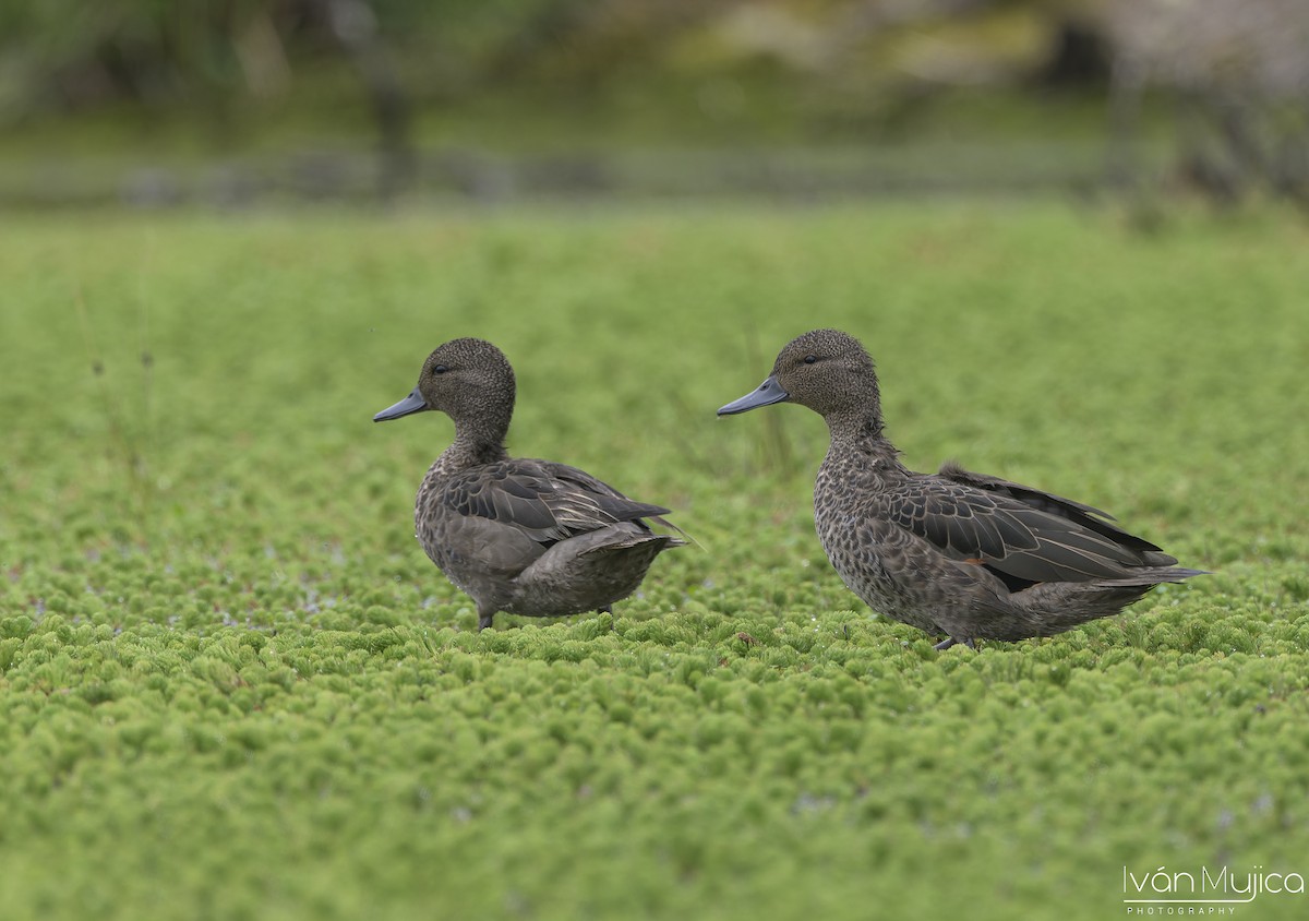Andean Teal - ML636916407