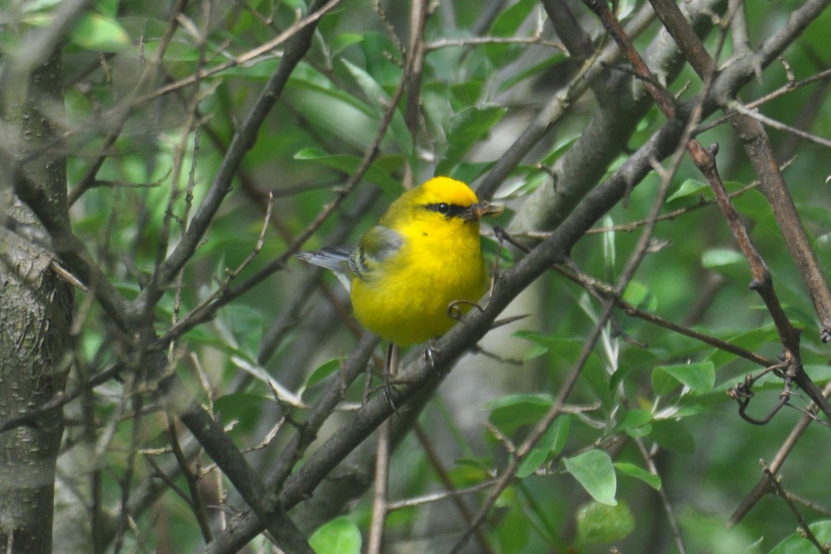 Blue-winged Warbler - ML636916413