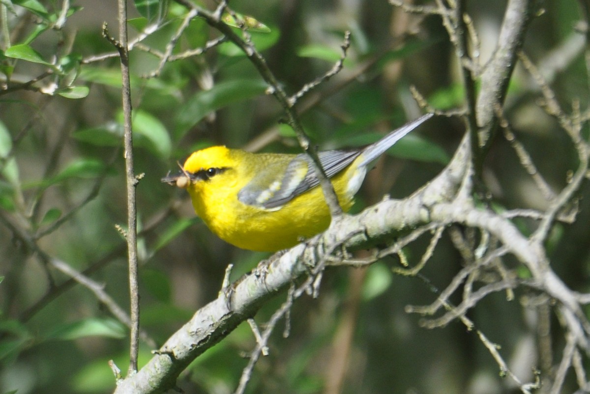 Blue-winged Warbler - ML636916414
