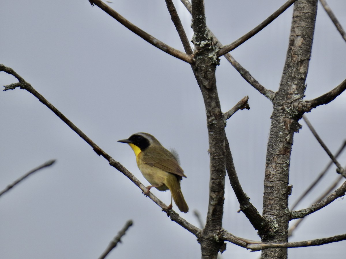 Common Yellowthroat - ML636916416