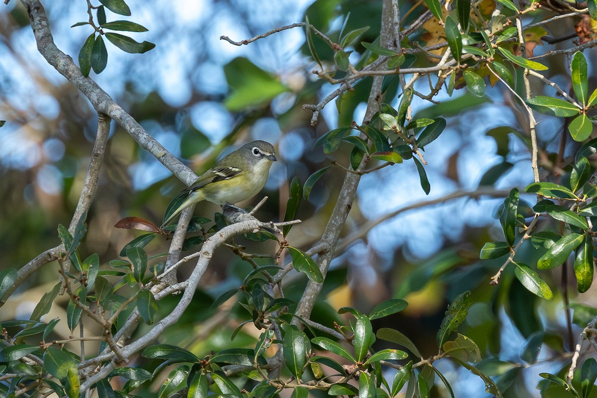 Blue-headed Vireo - ML636916419