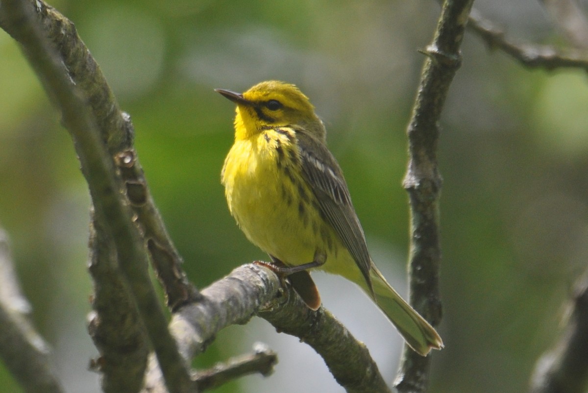 Prairie Warbler - ML636916441