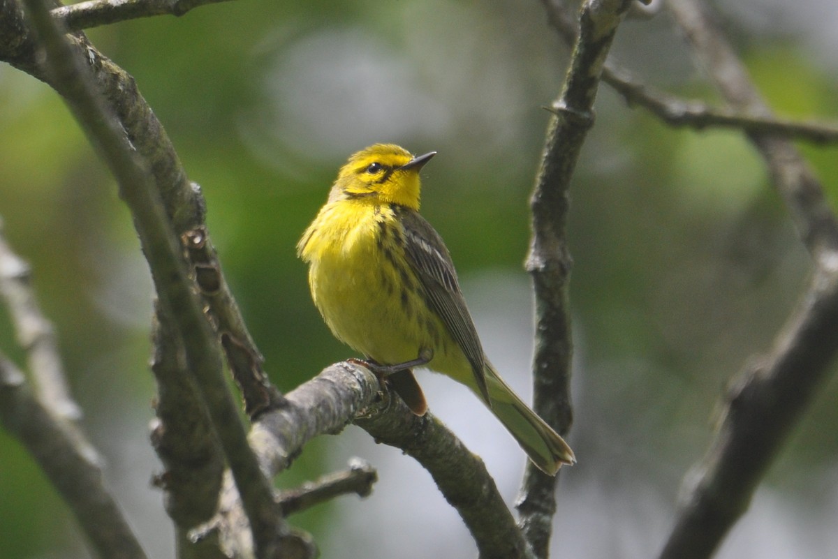 Prairie Warbler - ML636916443