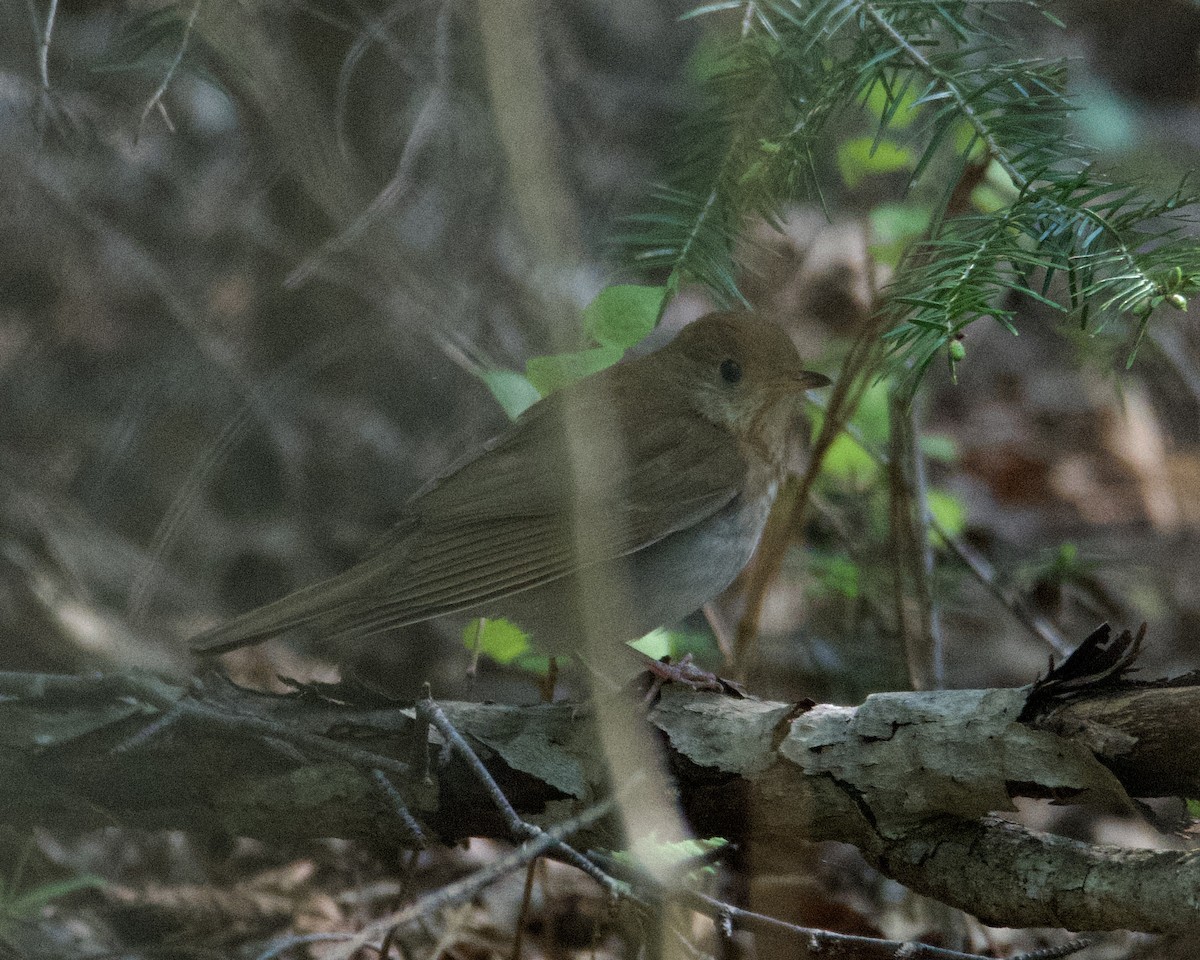 Veery - ML636916470