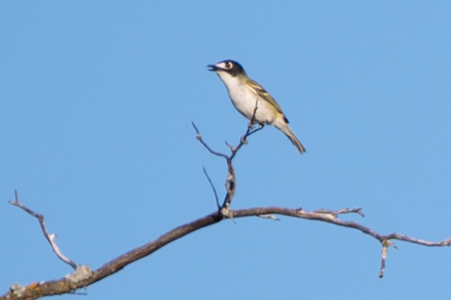 Black-capped Vireo - ML636916486