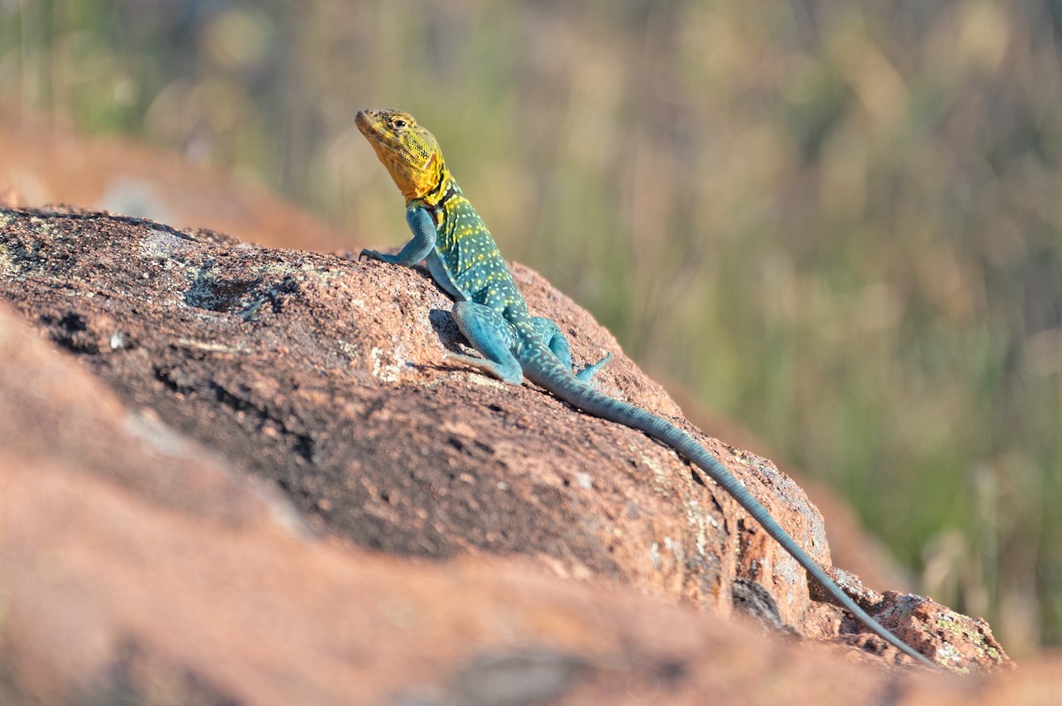 Eastern Collared Lizard - ML636916497
