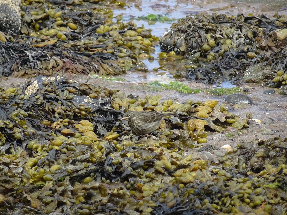Rock Pipit - ML636916592