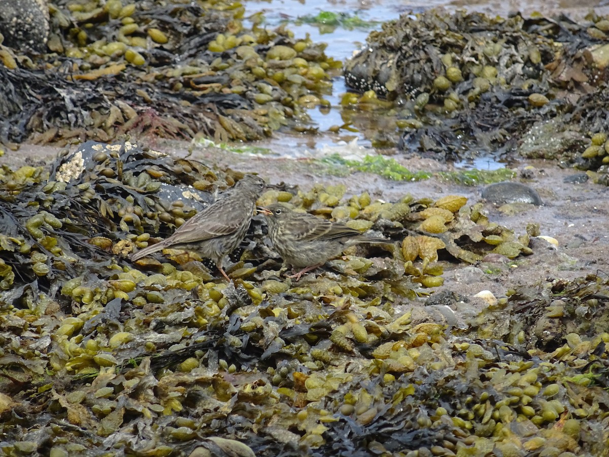Rock Pipit - ML636916593