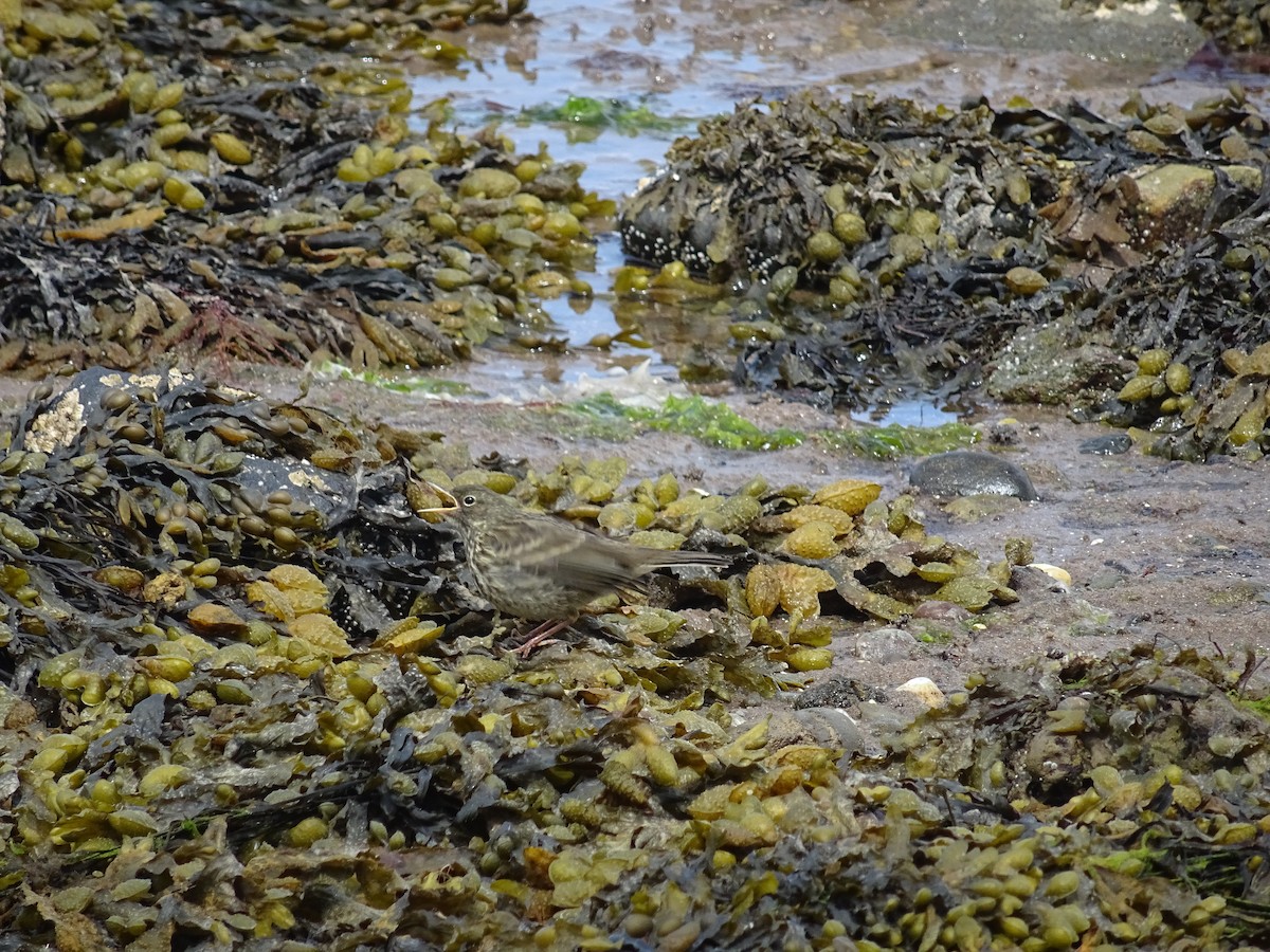 Rock Pipit - ML636916594