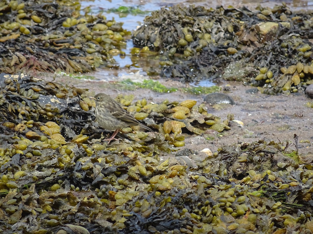 Rock Pipit - ML636916595