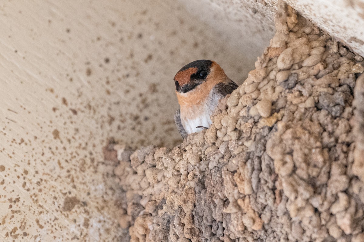 Cave Swallow - ML636916661