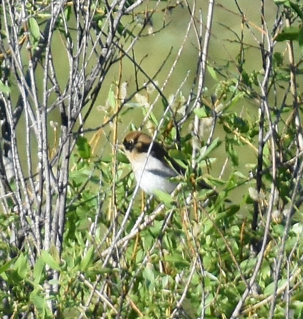 Veery - ML636916668