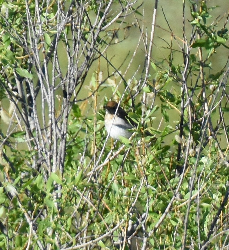 Veery - ML636916669
