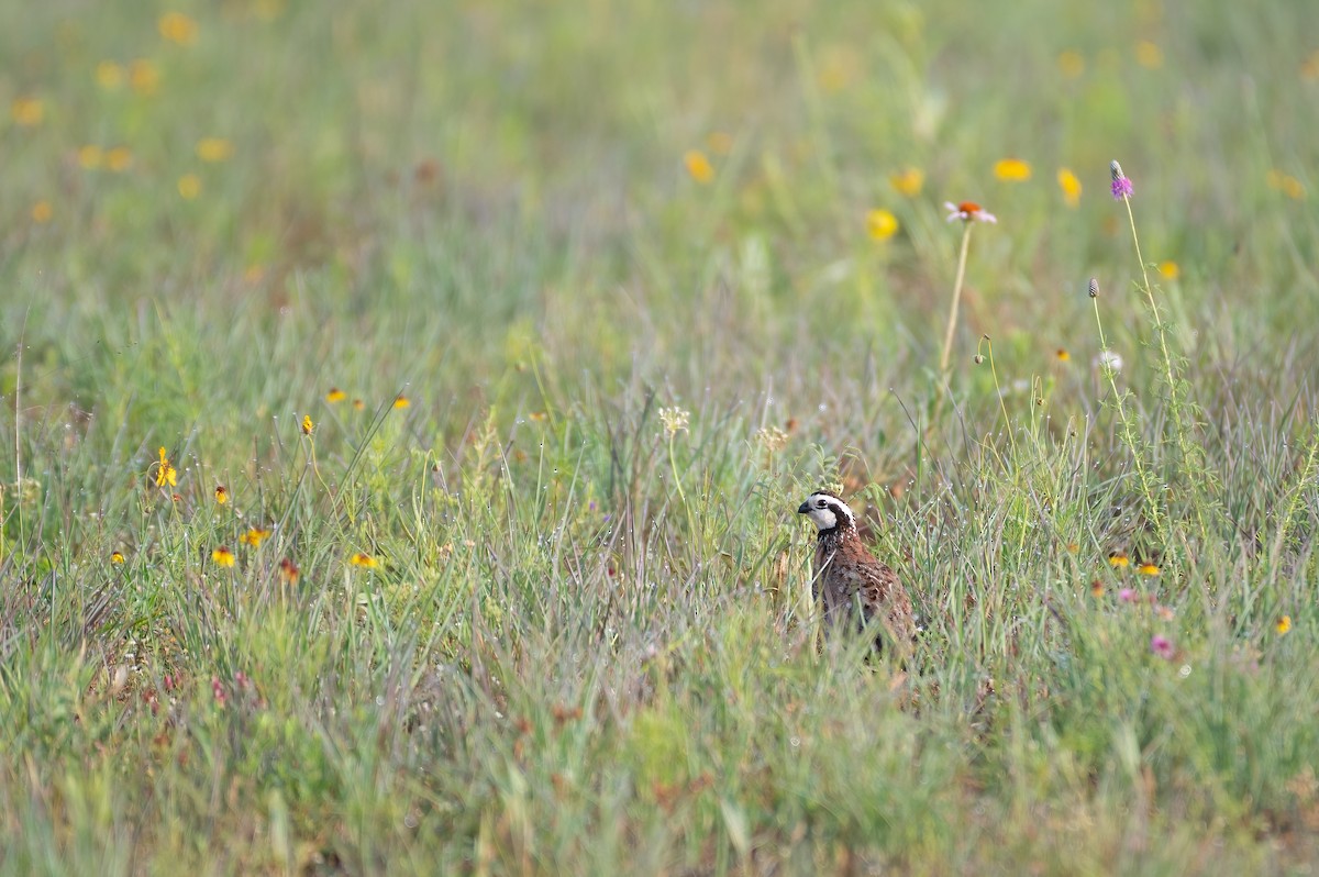 křepel virginský - ML636916694