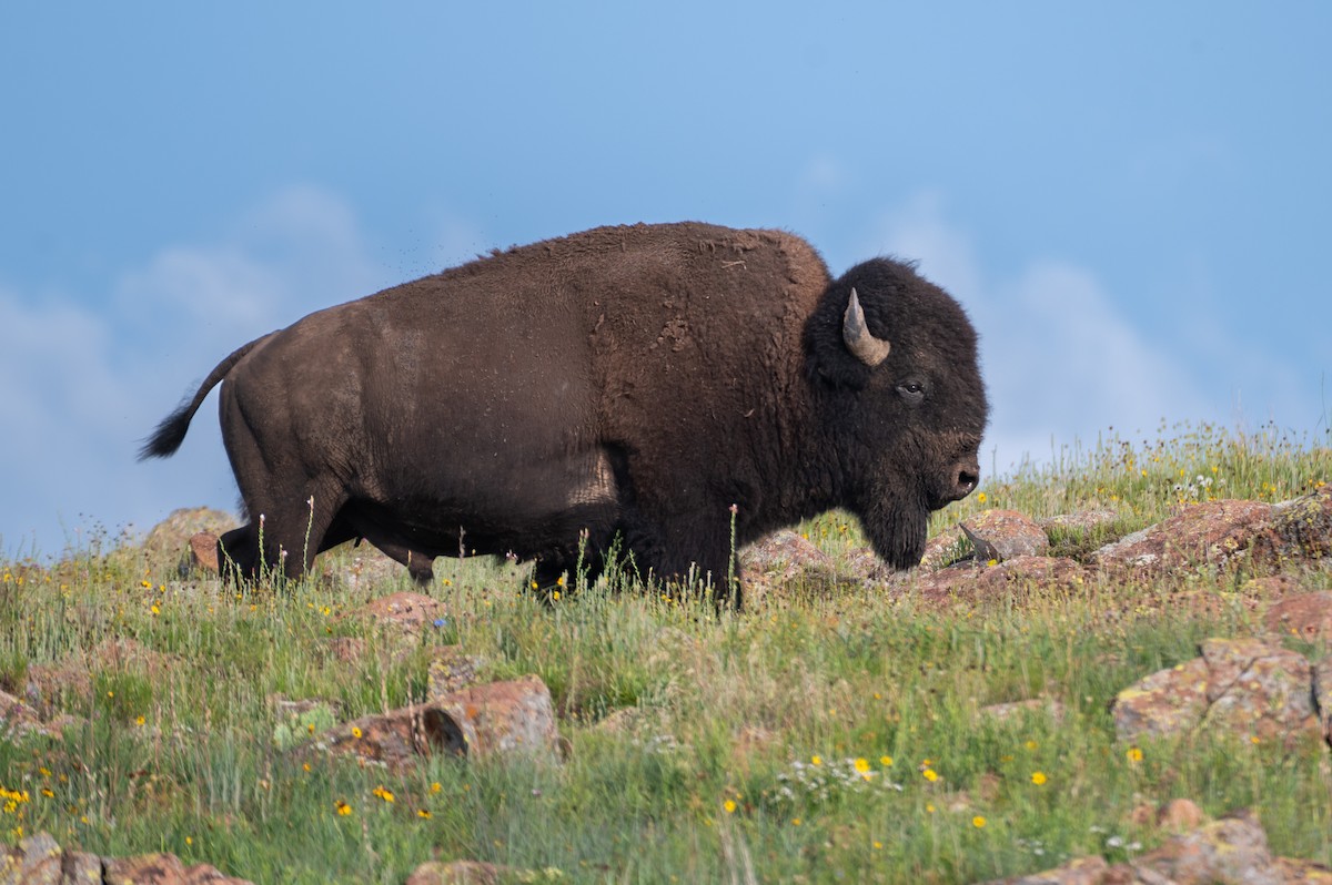 Bison - ML636916699