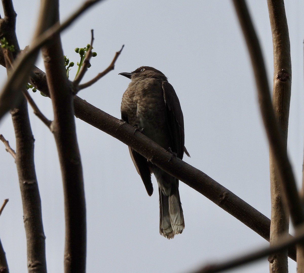 Scaly-breasted Thrasher - ML636916703