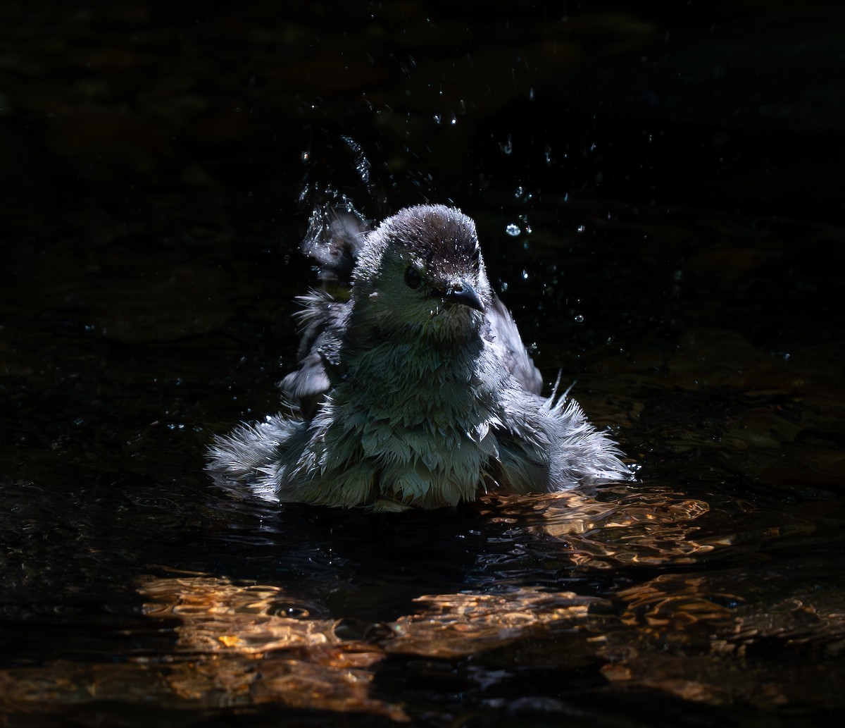 Gray Catbird - ML636916780