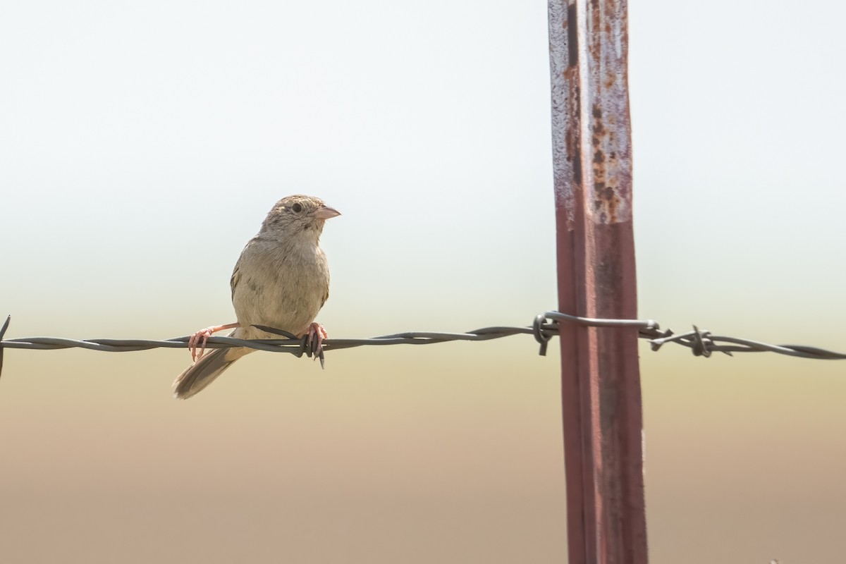 Cassin's Sparrow - ML636916782