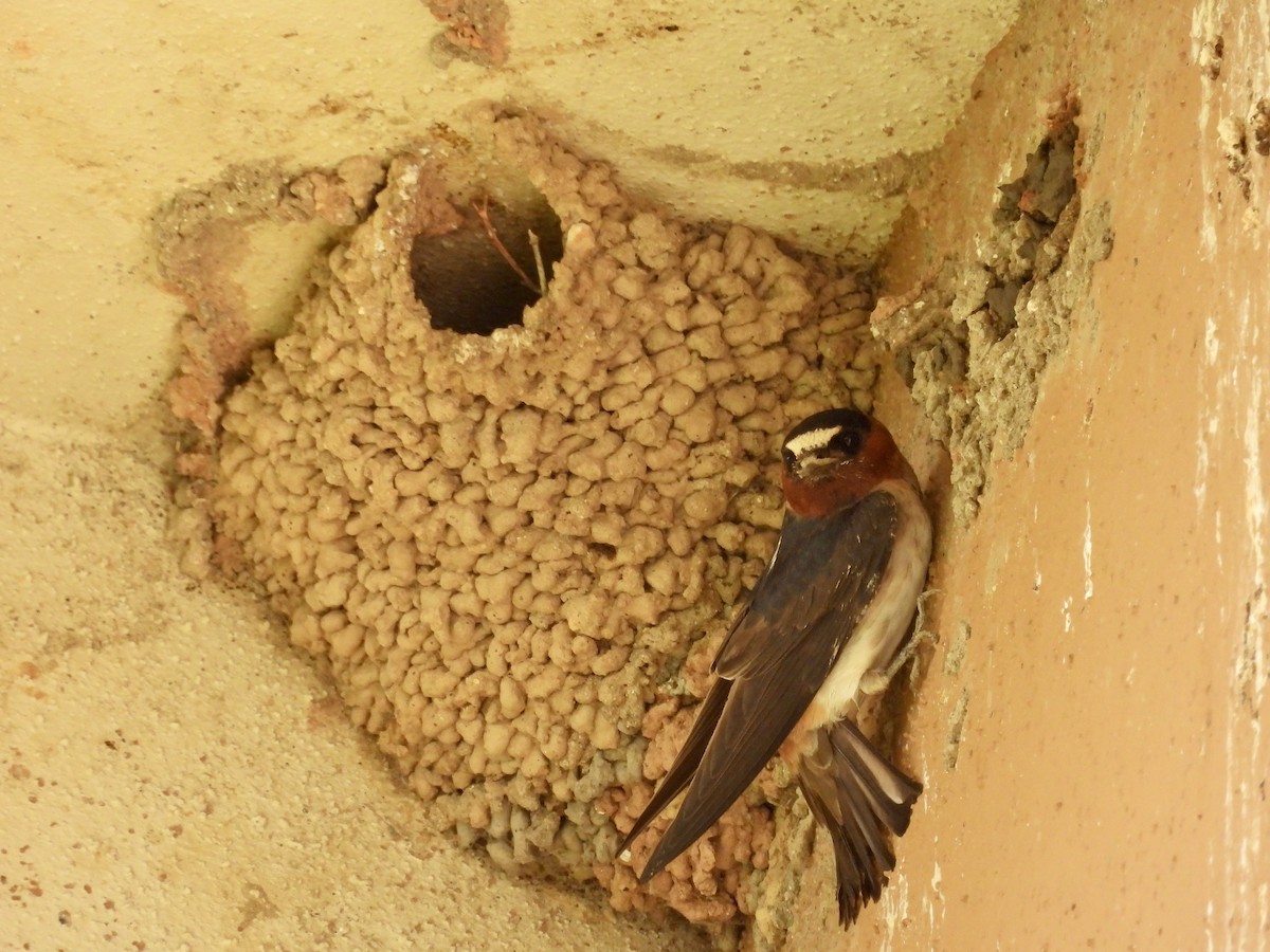 Cliff Swallow - ML636916891