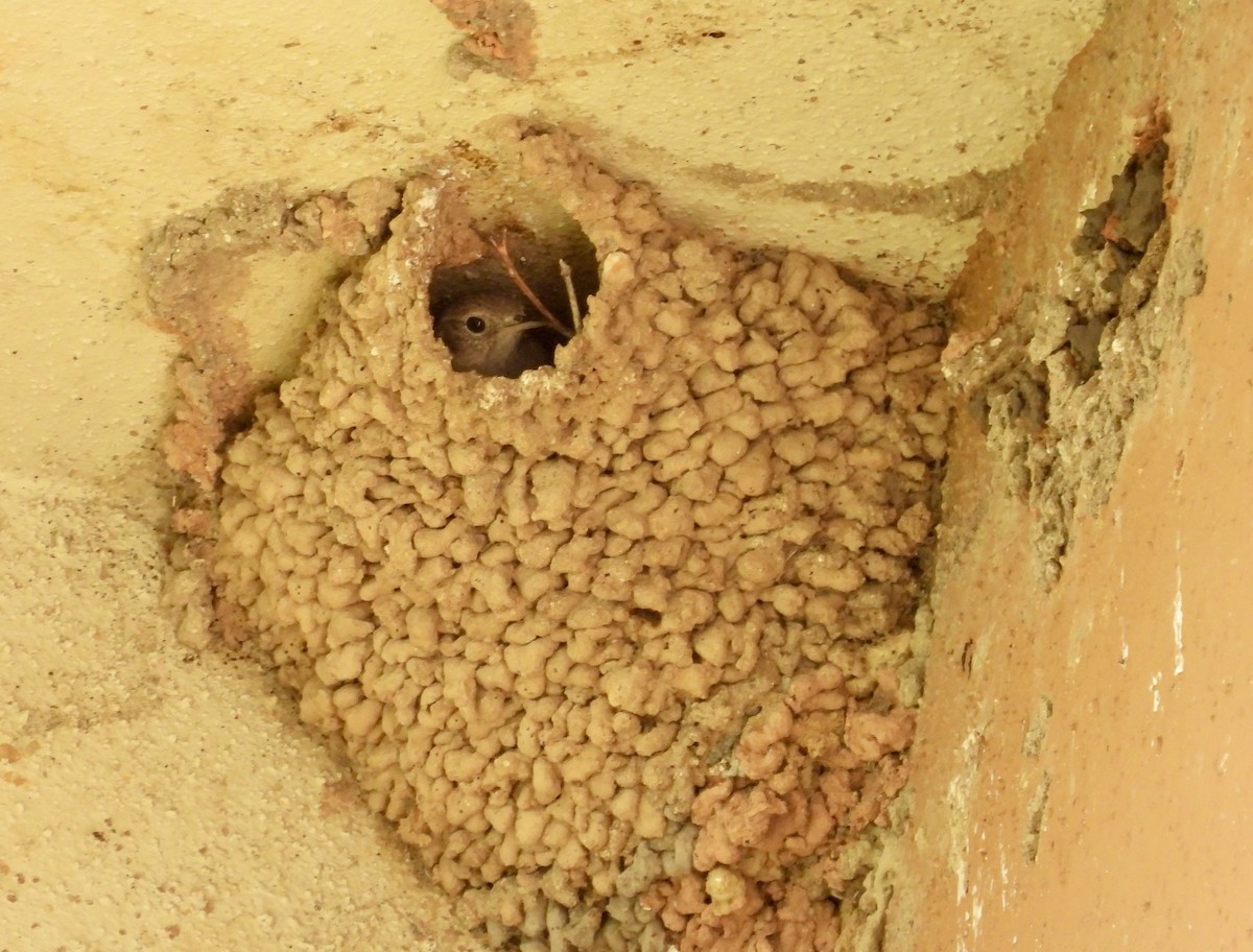 Northern House Wren - ML636916956