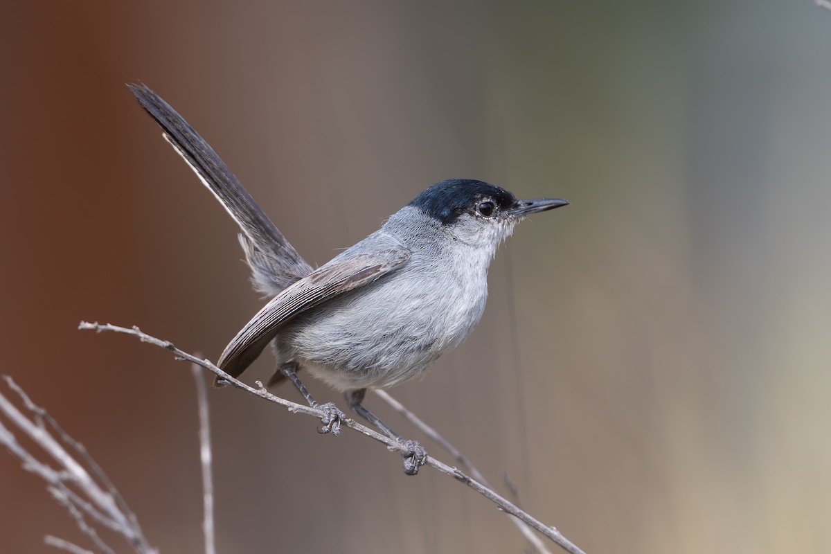 California Gnatcatcher - ML636916973