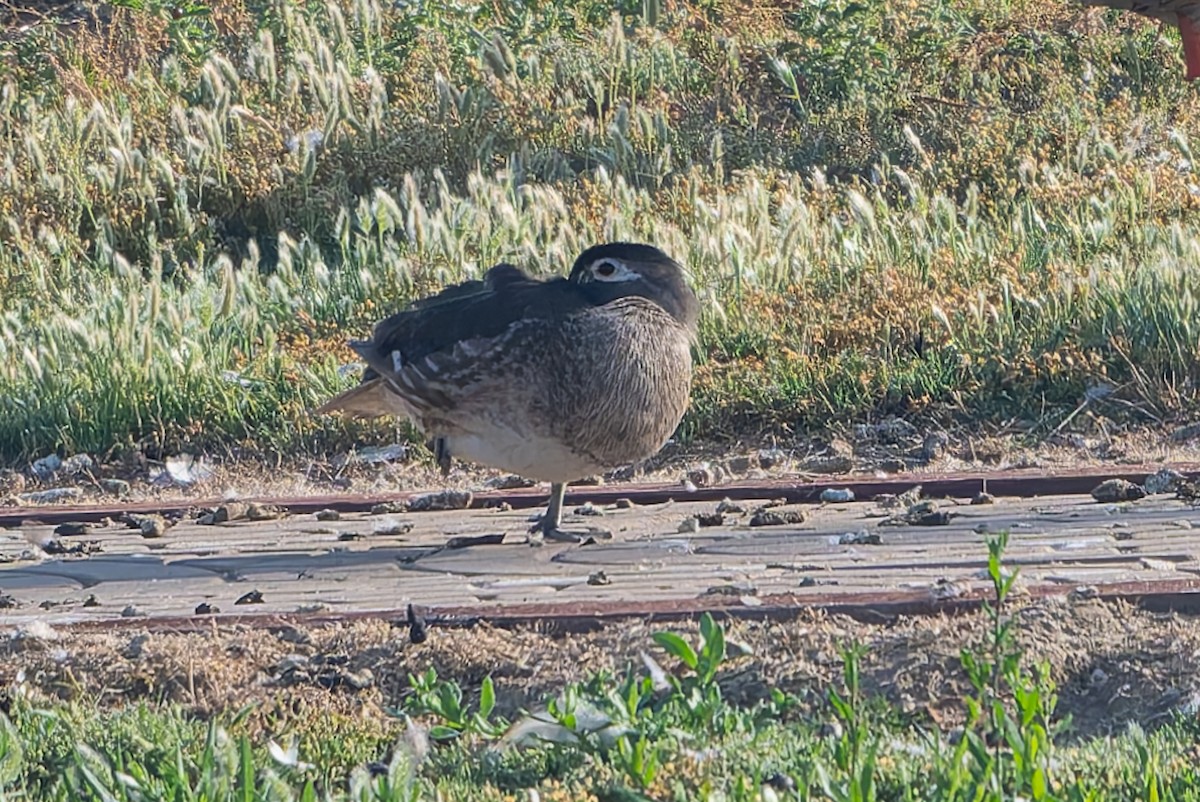 Wood Duck - ML636917072