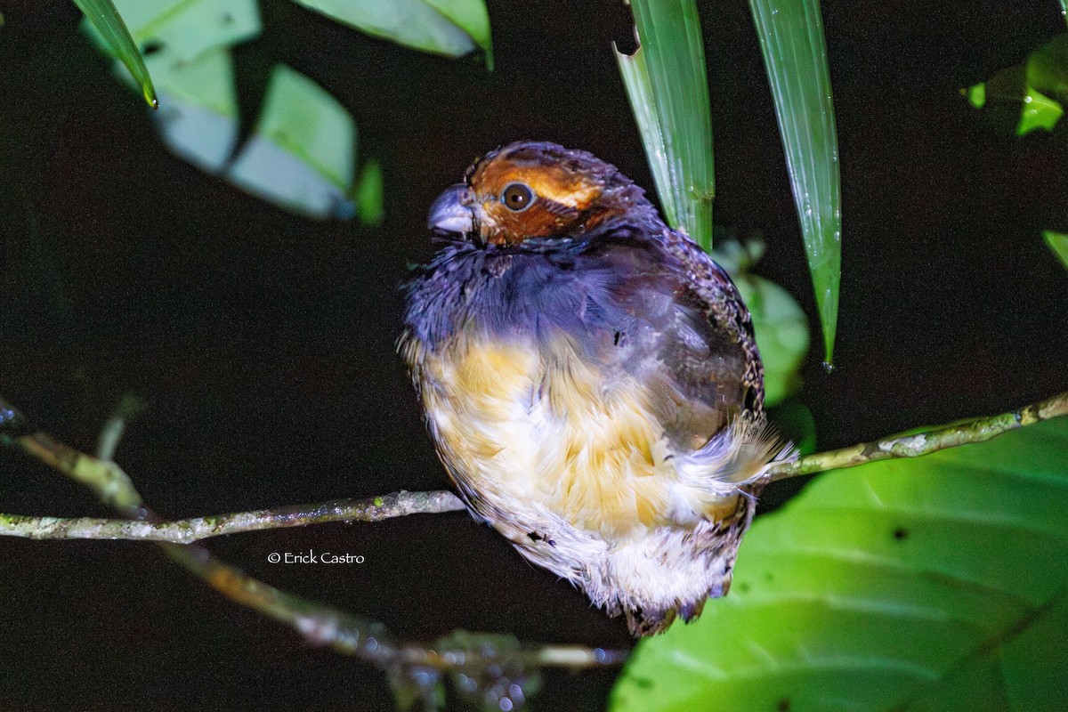 Tawny-faced Quail - ML636917221