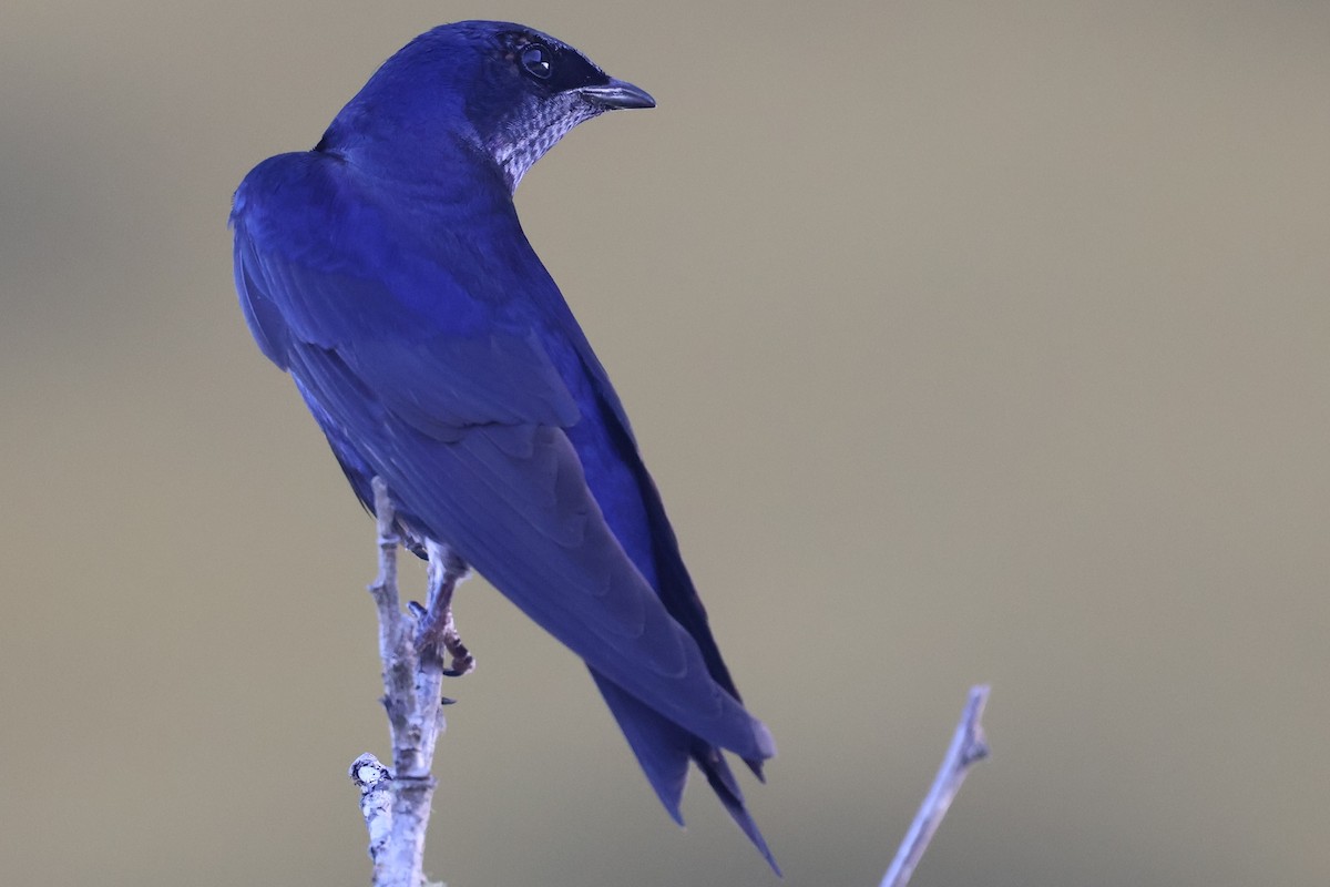 Purple Martin - ML636917290