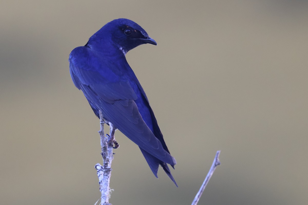 Purple Martin - ML636917294