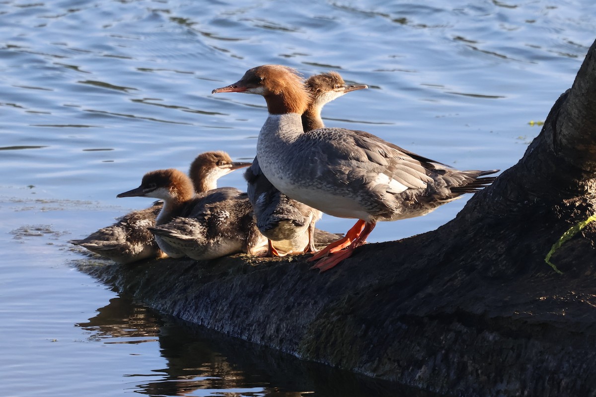Common Merganser - ML636917333