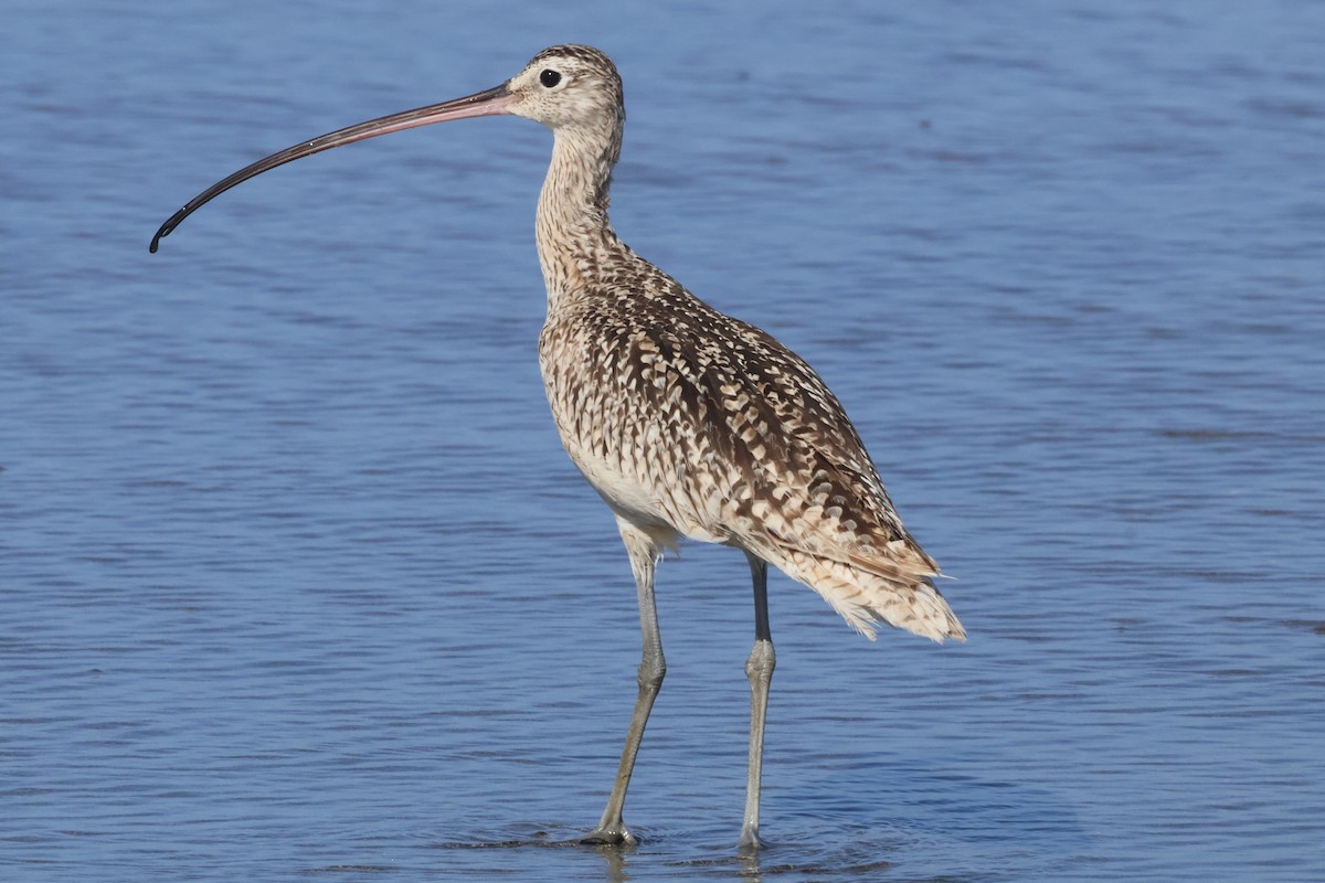 Long-billed Curlew - ML636917375