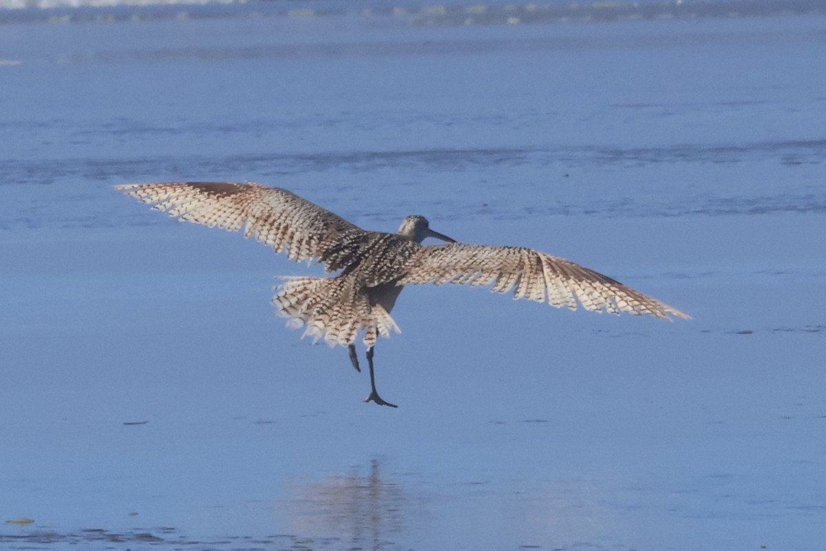 Long-billed Curlew - ML636917393