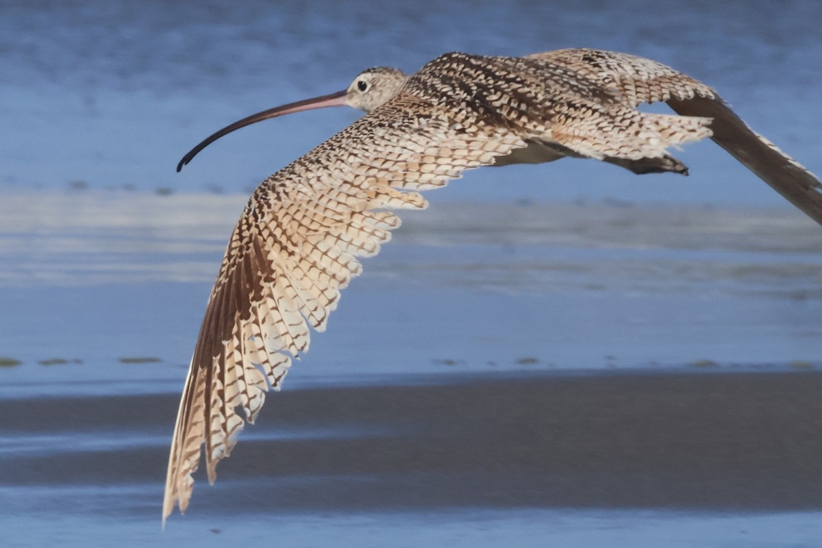 Long-billed Curlew - ML636917394