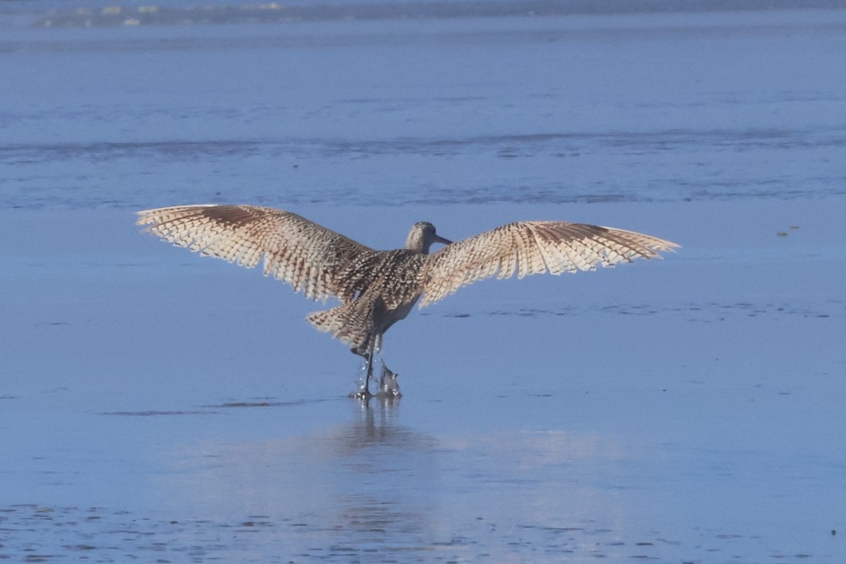 Long-billed Curlew - ML636917395
