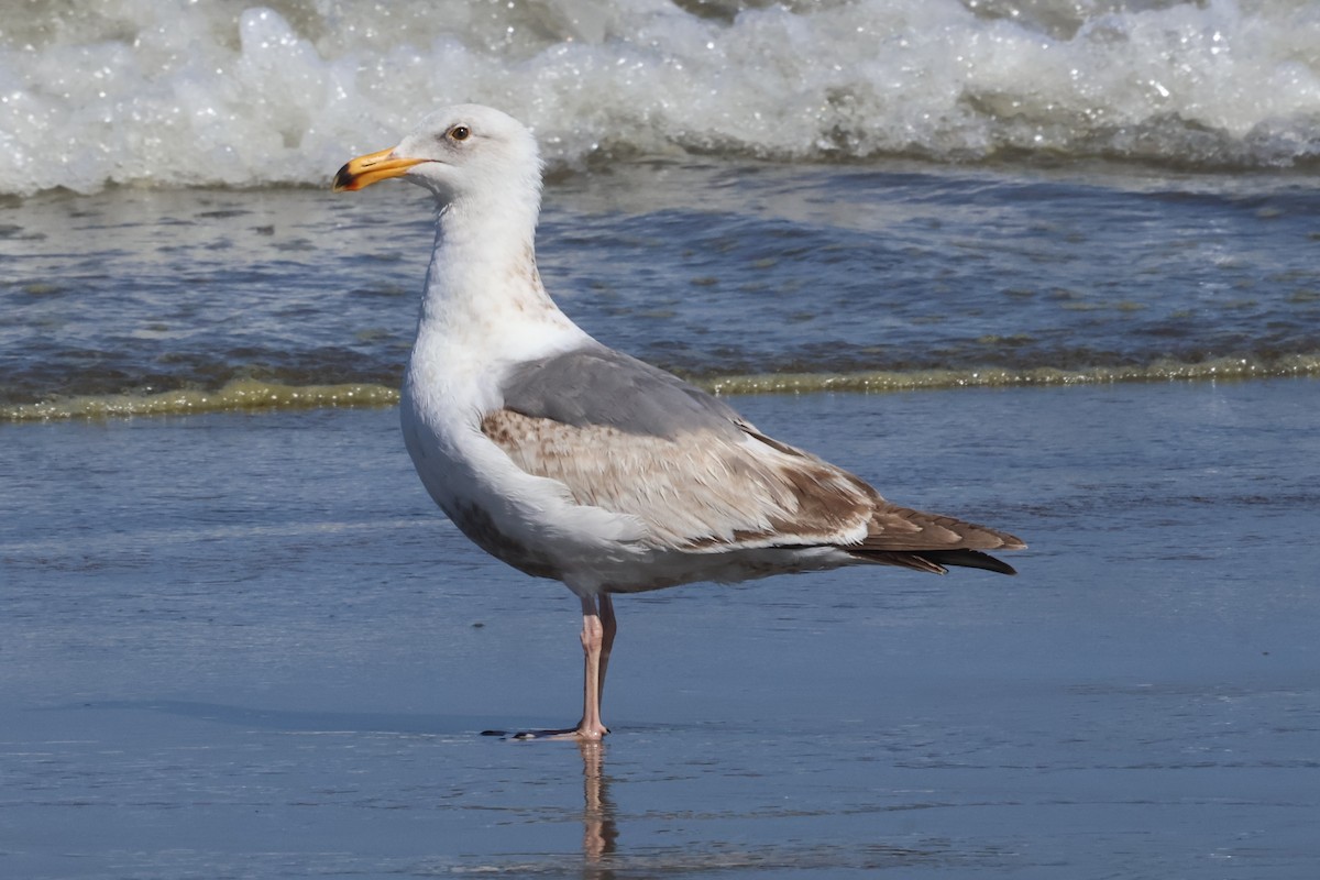 Western Gull - ML636917432