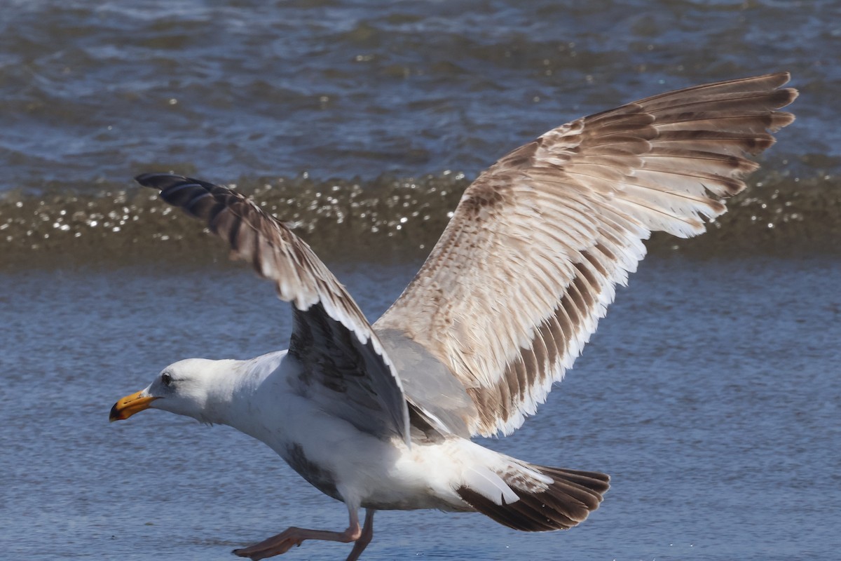 Western Gull - ML636917460