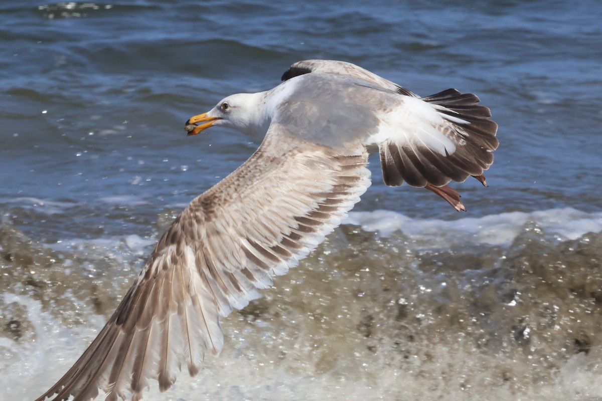 Western Gull - ML636917461