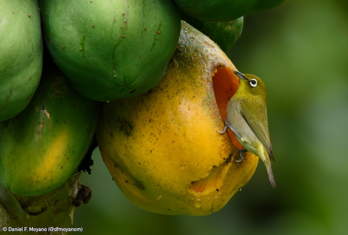 Warbling White-eye - ML636917530