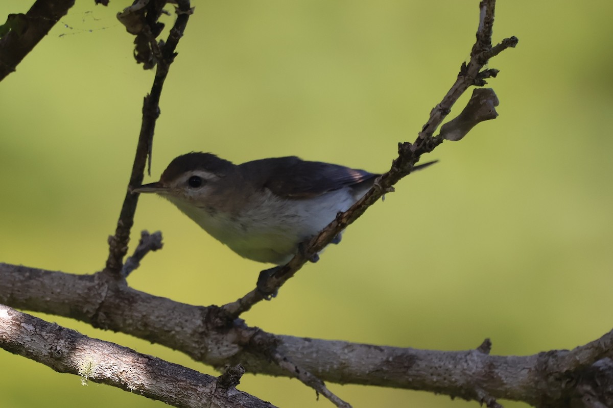Warbling Vireo - ML636917554