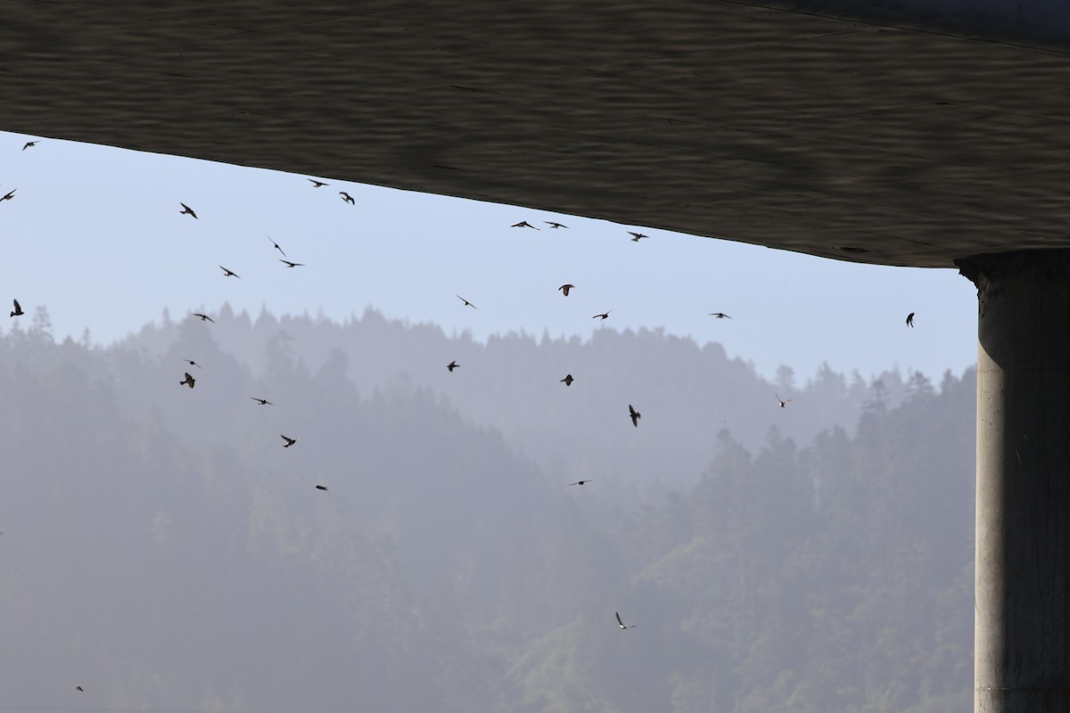 Cliff Swallow - ML636917599