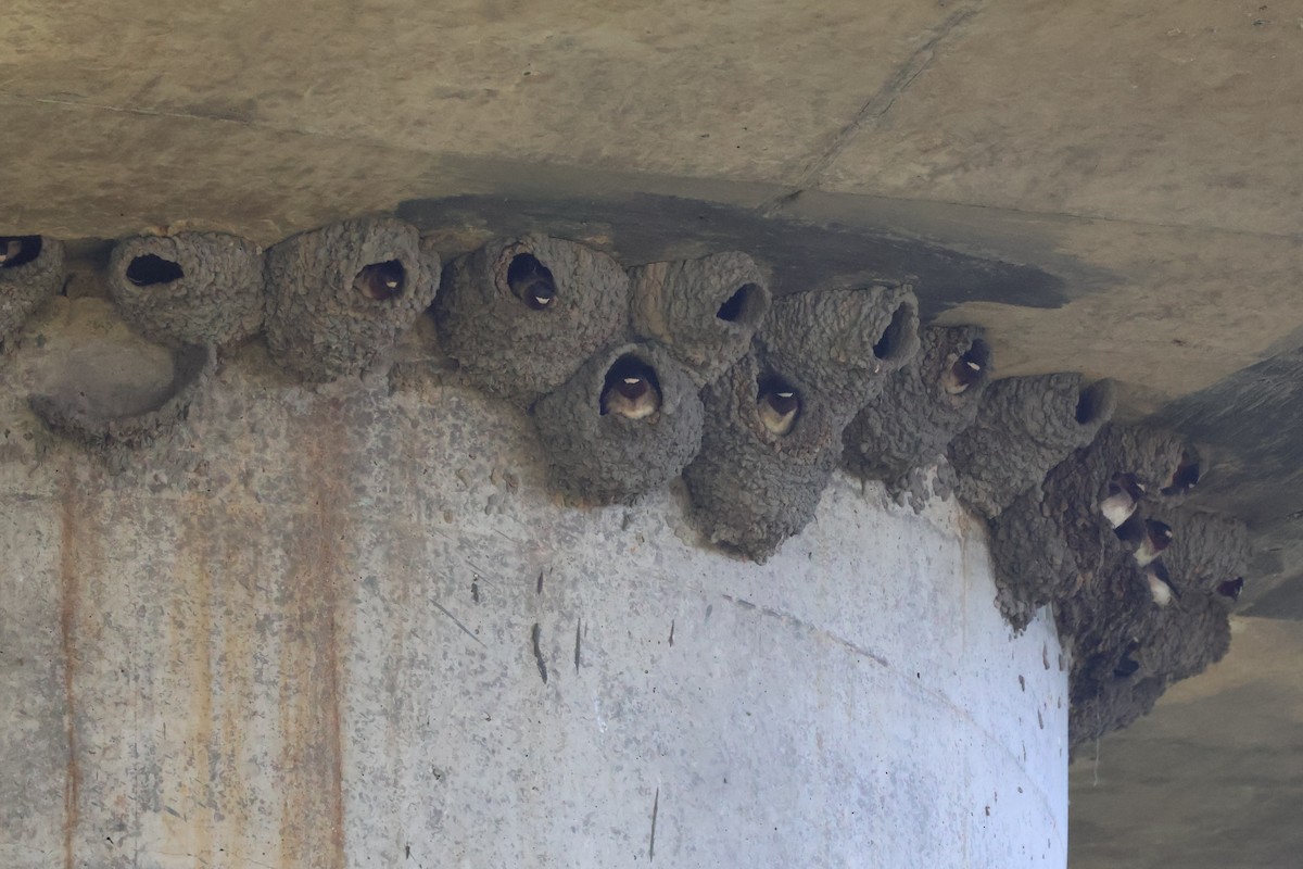 Cliff Swallow - ML636917601