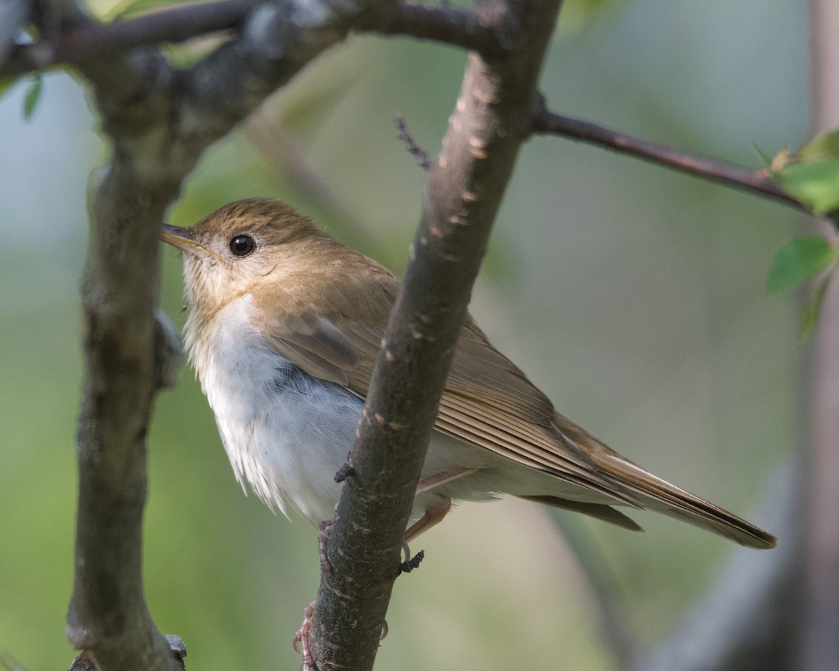 Veery - ML636917651