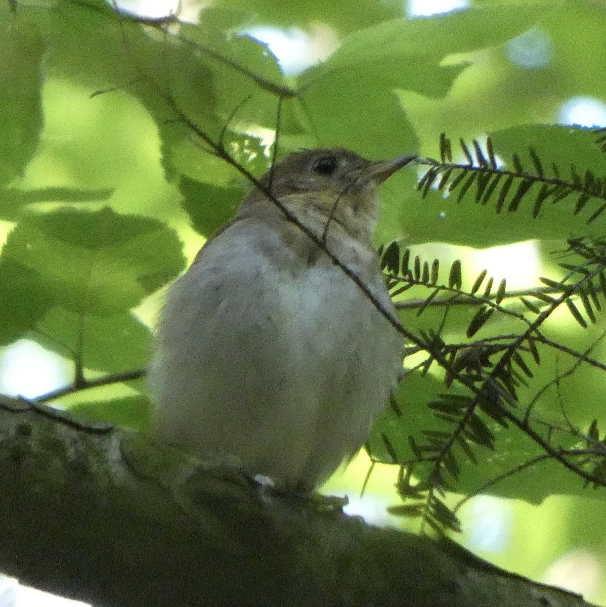 Veery - ML636917703