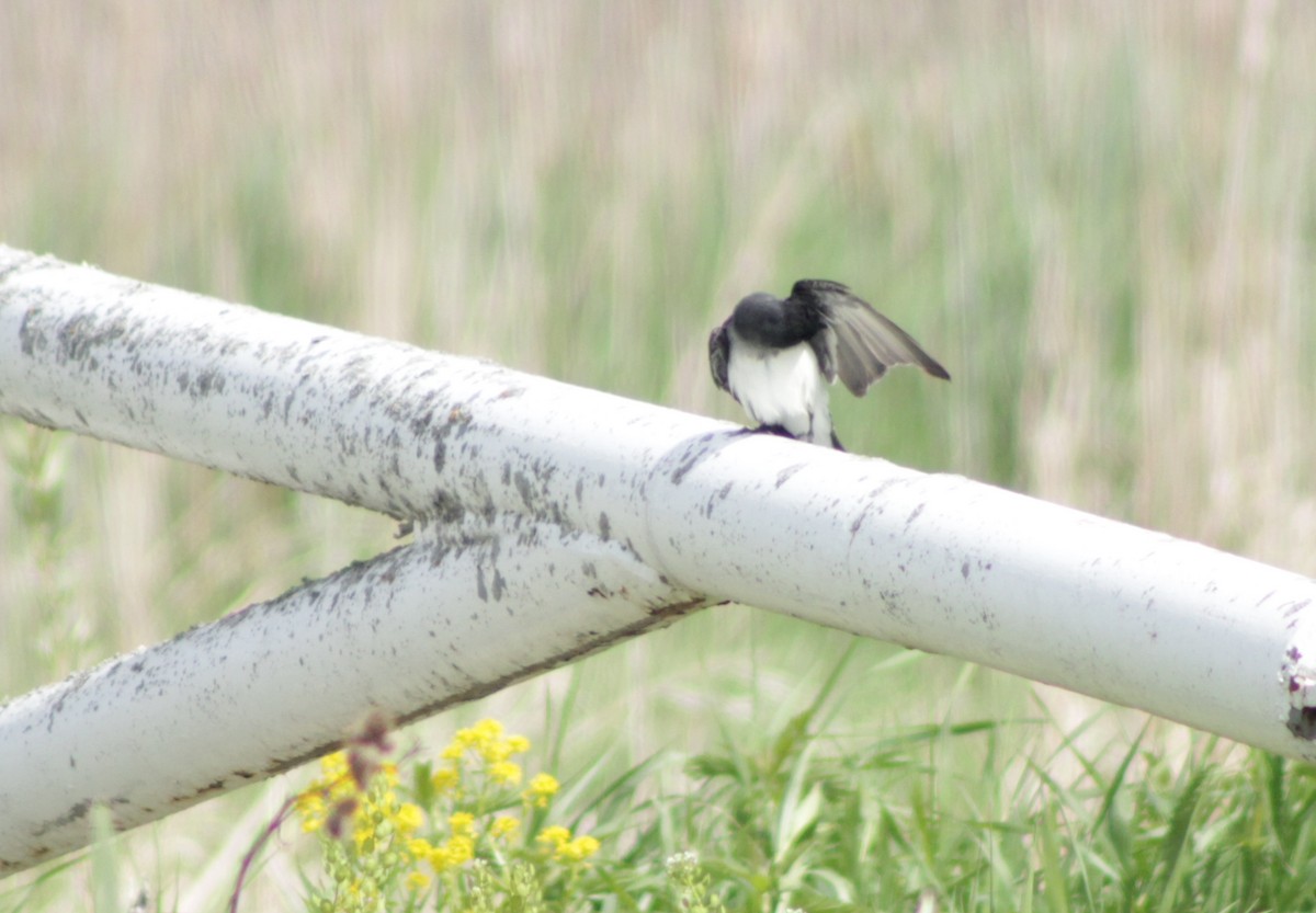 Eastern Kingbird - ML636917743