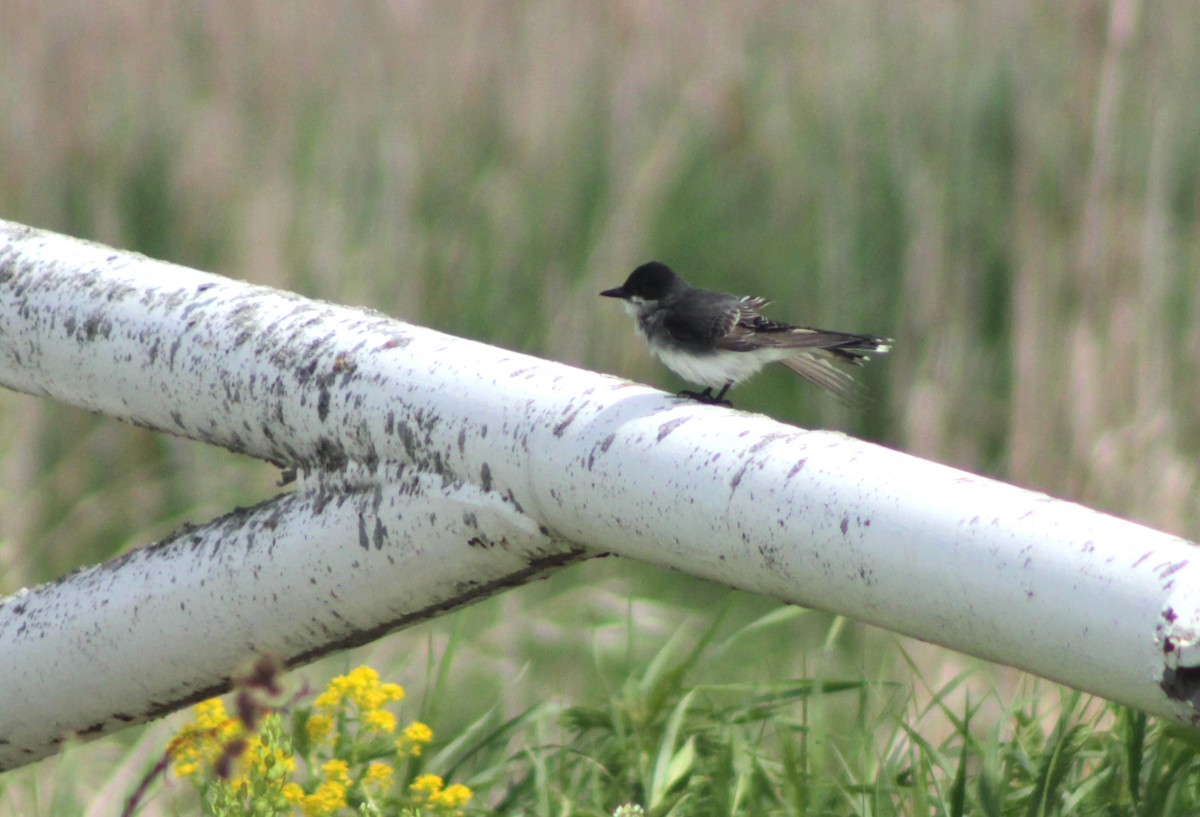 Eastern Kingbird - ML636917746