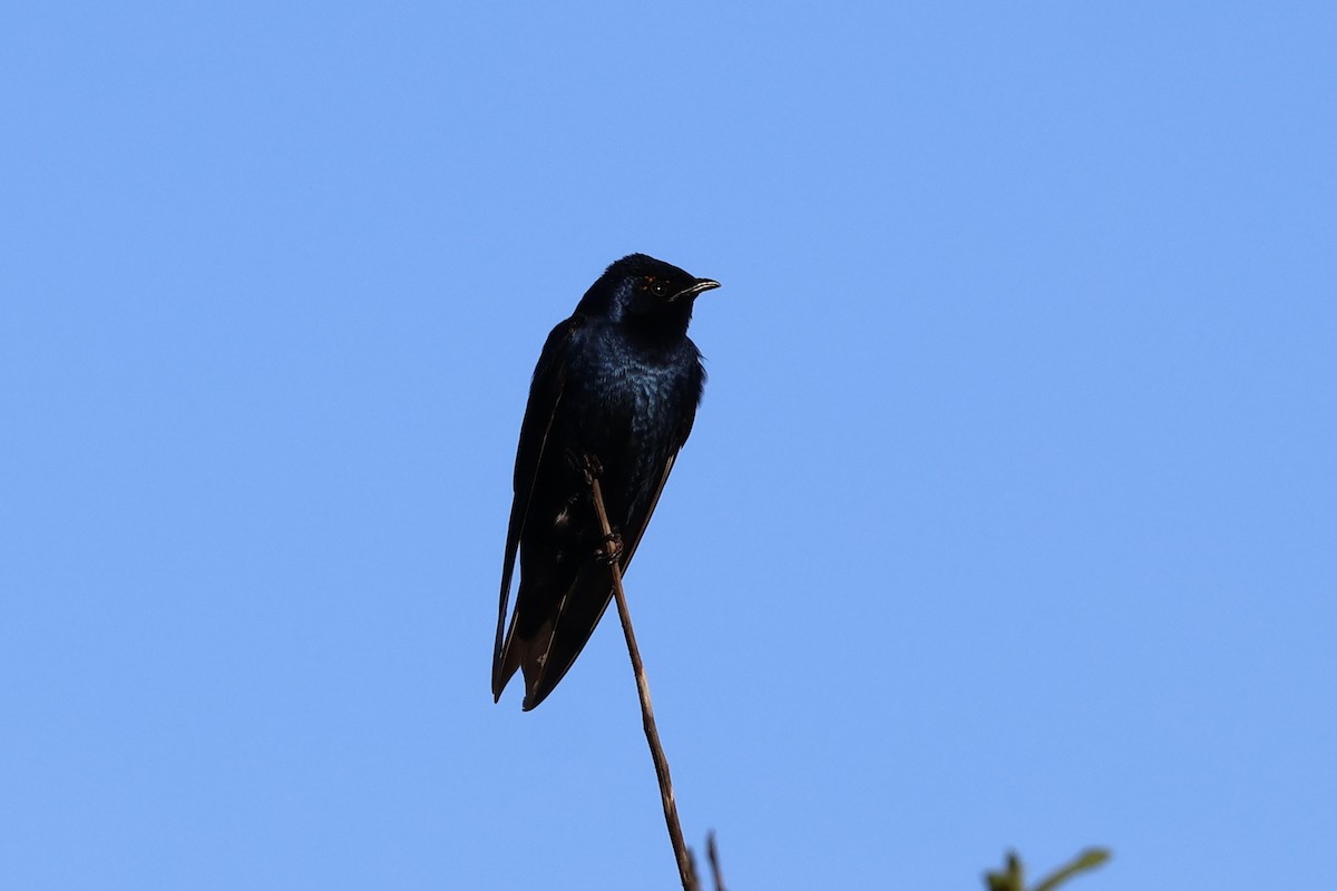 Purple Martin - ML636917790