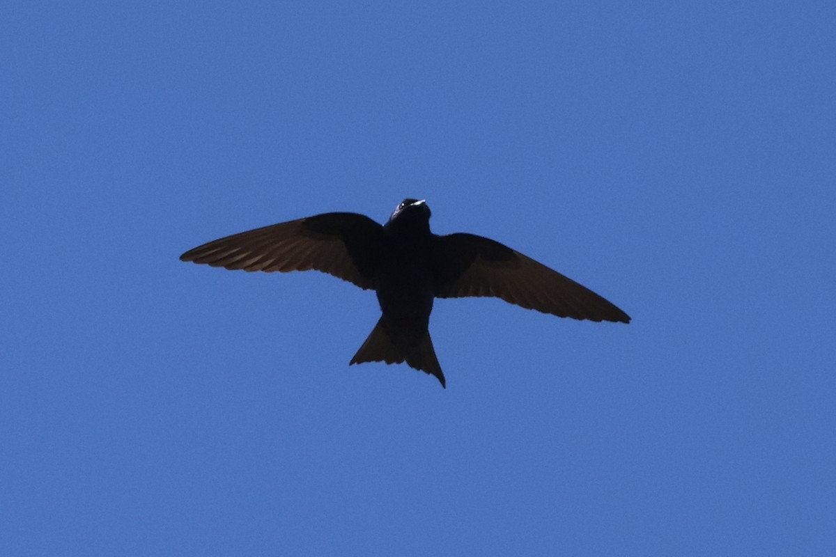 Purple Martin - ML636917798