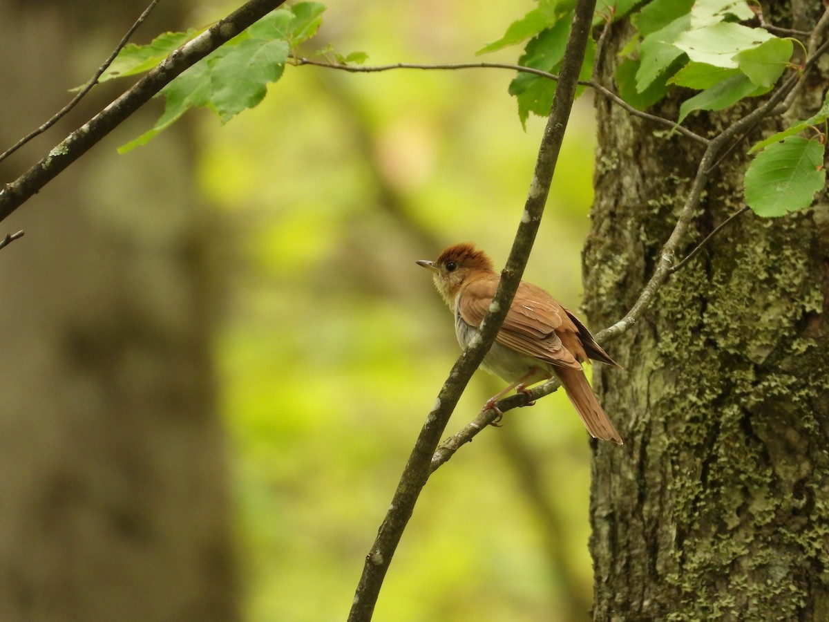 Veery - ML636917799