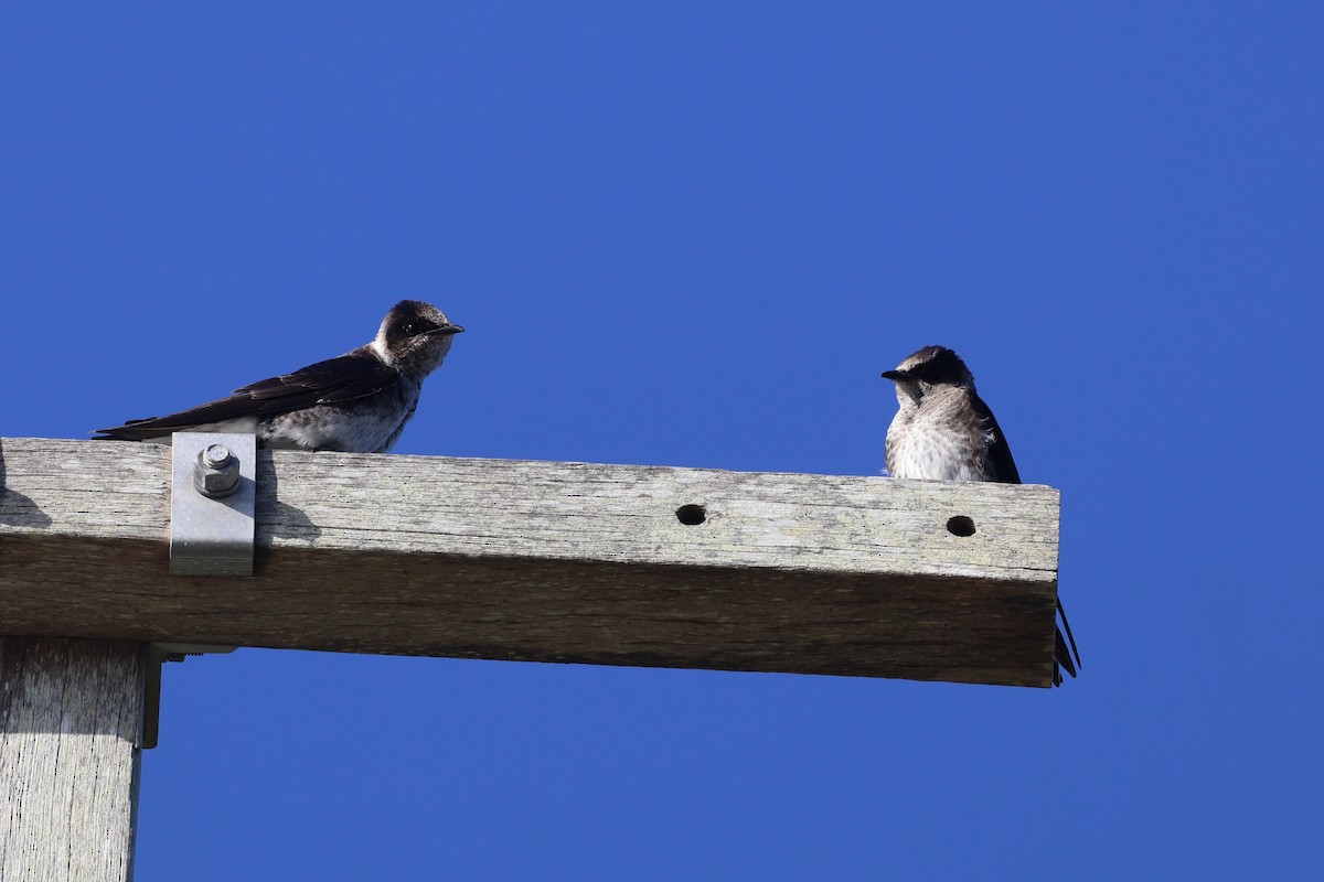 Purple Martin - ML636917813