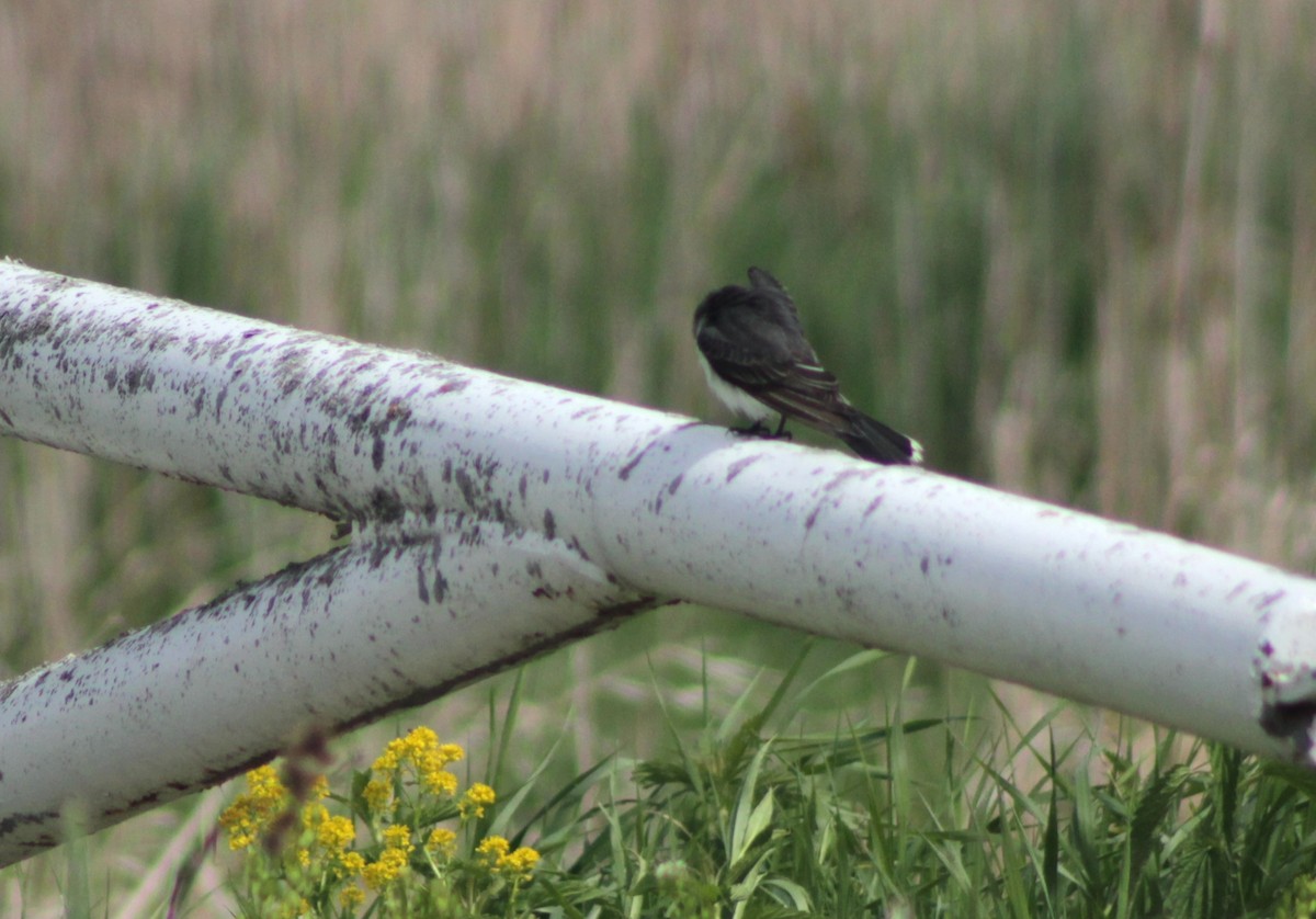 Eastern Kingbird - ML636917847